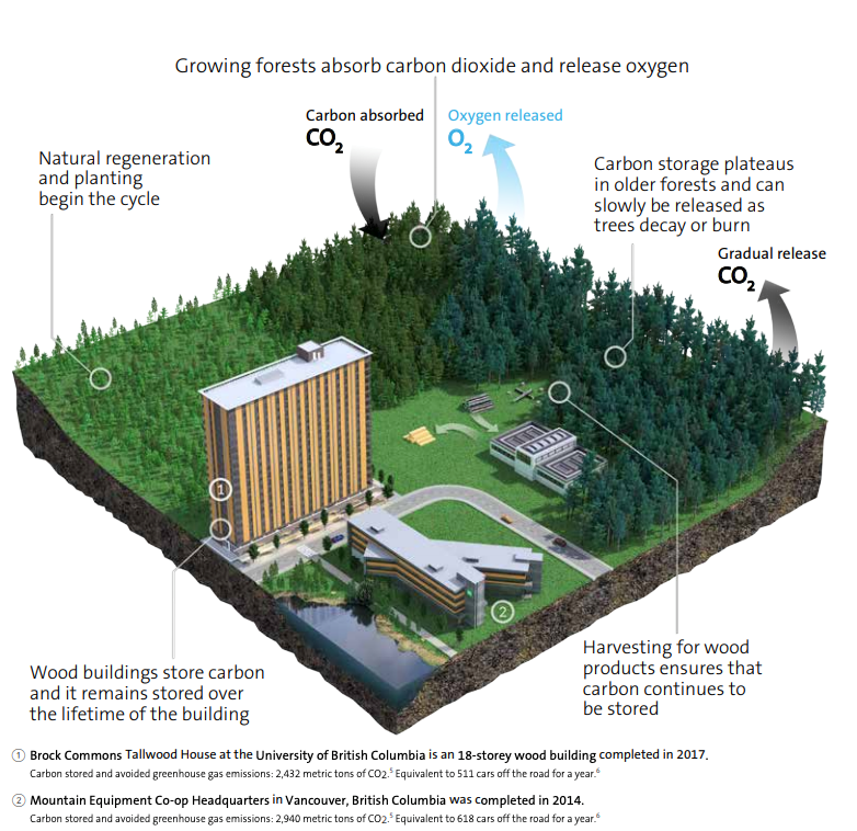 Carbon cycle infographic naturally wood